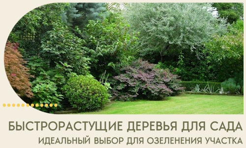 Быстрорастущие деревья для сада идеальный выбор в Новочеркасске