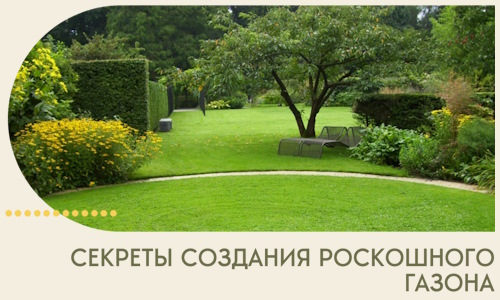 Секреты создания роскошного газона в Новочеркасске